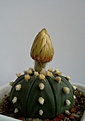 Нажмите на изображение для увеличения.

Название:	Astrophytum asterias.jpg
Просмотров:	771
Размер:	117.2 Кб
ID:	372381