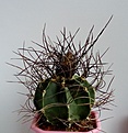 Нажмите на изображение для увеличения.

Название:	Astrophytum senile.jpg
Просмотров:	748
Размер:	129.7 Кб
ID:	372382