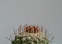 Нажмите на изображение для увеличения.

Название:	Strombocactus disciformis.jpg
Просмотров:	669
Размер:	59.6 Кб
ID:	372384