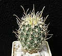 Нажмите на изображение для увеличения.

Название:	Sclerocactus spinosior  SB693.JPG
Просмотров:	240
Размер:	61.0 Кб
ID:	372436