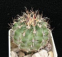 Нажмите на изображение для увеличения.

Название:	Sclerocactus wipplei  SB735.JPG
Просмотров:	208
Размер:	57.9 Кб
ID:	372437