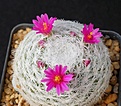 Нажмите на изображение для увеличения.

Название:	Mammillaria humboldtii.JPG
Просмотров:	124
Размер:	140.2 Кб
ID:	372459