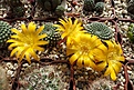 Нажмите на изображение для увеличения.

Название:	Rebutia krainziana f. aureiflora.JPG
Просмотров:	525
Размер:	465.6 Кб
ID:	372467