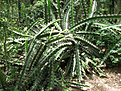 Нажмите на изображение для увеличения.

Название:	Acanthocereus-tetragonus-Triangle-Cactus1.jpg
Просмотров:	281
Размер:	136.2 Кб
ID:	372478