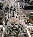 Нажмите на изображение для увеличения.

Название:	Pediocactus peeblesianusSB468.JPG
Просмотров:	282
Размер:	99.2 Кб
ID:	372494