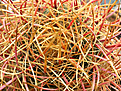Нажмите на изображение для увеличения.

Название:	Ferocactus_cylindraceus.jpg
Просмотров:	548
Размер:	450.6 Кб
ID:	372593