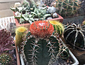 Нажмите на изображение для увеличения.

Название:	Melocactus_matanzanus.jpg
Просмотров:	549
Размер:	474.1 Кб
ID:	372594