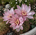 Нажмите на изображение для увеличения.

Название:	Gymnocalycium_erinaceum.jpg
Просмотров:	507
Размер:	469.0 Кб
ID:	372596