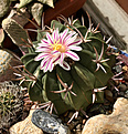 Нажмите на изображение для увеличения.

Название:	Stenocactus_coptonogonus.jpg
Просмотров:	560
Размер:	477.6 Кб
ID:	372597