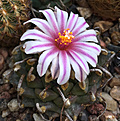 Нажмите на изображение для увеличения.

Название:	Turbinicarpus_andersonii.jpg
Просмотров:	544
Размер:	441.8 Кб
ID:	372599
