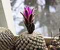 Нажмите на изображение для увеличения.

Название:	Turbinicarpus_valdesianus.jpg
Просмотров:	545
Размер:	357.3 Кб
ID:	372600