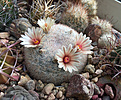 Нажмите на изображение для увеличения.

Название:	Mammillaria_candida_rosea.jpg
Просмотров:	550
Размер:	471.5 Кб
ID:	372601