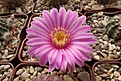 Нажмите на изображение для увеличения.

Название:	Echinocereus pulchellus (2).JPG
Просмотров:	216
Размер:	472.0 Кб
ID:	372621