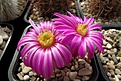 Нажмите на изображение для увеличения.

Название:	Echinocereus pulchellus.JPG
Просмотров:	182
Размер:	432.1 Кб
ID:	372622