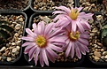 Нажмите на изображение для увеличения.

Название:	Echinocereus pulchellus v. amoenus.JPG
Просмотров:	200
Размер:	460.4 Кб
ID:	372623