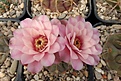 Нажмите на изображение для увеличения.

Название:	Gymnocalycium glaucum.JPG
Просмотров:	231
Размер:	376.2 Кб
ID:	372633