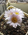 Нажмите на изображение для увеличения.

Название:	Pediocactus_knowltonii_SB304_11y.JPG
Просмотров:	213
Размер:	87.7 Кб
ID:	372647