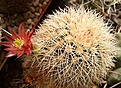 Нажмите на изображение для увеличения.

Название:	Echinocereus russanthus L 1076.jpg
Просмотров:	219
Размер:	197.3 Кб
ID:	372651