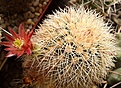 Нажмите на изображение для увеличения.

Название:	Echinocereus russanthus L 1076.jpg
Просмотров:	181
Размер:	197.3 Кб
ID:	372651