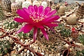 Нажмите на изображение для увеличения.

Название:	Lobivia cardenasiana v. rubriflora.JPG
Просмотров:	538
Размер:	489.2 Кб
ID:	372675
