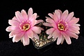 Нажмите на изображение для увеличения.

Название:	Lobivia horrida x sanguiniflora.JPG
Просмотров:	529
Размер:	441.5 Кб
ID:	372677