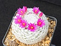 Нажмите на изображение для увеличения.

Название:	Mammillaria humboldtii.JPG
Просмотров:	181
Размер:	140.8 Кб
ID:	372692