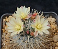 Нажмите на изображение для увеличения.

Название:	Mammillaria duwei.JPG
Просмотров:	205
Размер:	298.9 Кб
ID:	372693