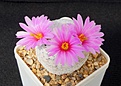 Нажмите на изображение для увеличения.

Название:	Mammillaria herrerae.JPG
Просмотров:	212
Размер:	107.0 Кб
ID:	372694