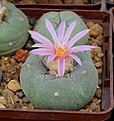 Нажмите на изображение для увеличения.

Название:	Lophophora fricii.JPG
Просмотров:	163
Размер:	111.3 Кб
ID:	372696