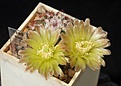 Нажмите на изображение для увеличения.

Название:	Echinocereus viridiflorus.JPG
Просмотров:	214
Размер:	119.4 Кб
ID:	372698