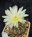 Нажмите на изображение для увеличения.

Название:	G.hyptiacanthum WD 1.JPG
Просмотров:	209
Размер:	209.7 Кб
ID:	372702