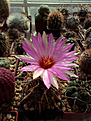 Нажмите на изображение для увеличения.

Название:	Thelocactus bicolor.jpg
Просмотров:	180
Размер:	245.1 Кб
ID:	372719