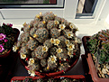 Нажмите на изображение для увеличения.

Название:	Mammillaria prolifera.jpg
Просмотров:	173
Размер:	248.7 Кб
ID:	372721