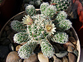 Нажмите на изображение для увеличения.

Название:	Mammillaria gracilis.jpg
Просмотров:	140
Размер:	256.7 Кб
ID:	372722