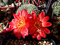 Нажмите на изображение для увеличения.

Название:	Rebutia senilis grandiflora W 63.jpg
Просмотров:	140
Размер:	225.6 Кб
ID:	372723