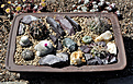 Нажмите на изображение для увеличения.

Название:	Cacti gr. 01.jpg
Просмотров:	313
Размер:	251.0 Кб
ID:	372741