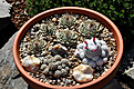 Нажмите на изображение для увеличения.

Название:	Cacti gr. 02.jpg
Просмотров:	401
Размер:	254.3 Кб
ID:	372742