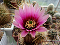 Нажмите на изображение для увеличения.

Название:	Echinocereus engelmannii .jpg
Просмотров:	152
Размер:	197.4 Кб
ID:	372768