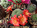 Нажмите на изображение для увеличения.

Название:	Rebutia senilis grandiflora W 63.jpg
Просмотров:	156
Размер:	284.1 Кб
ID:	372771