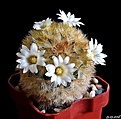 Нажмите на изображение для увеличения.

Название:	Mammillaria carmenae.JPG
Просмотров:	128
Размер:	221.0 Кб
ID:	372838