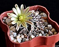 Нажмите на изображение для увеличения.

Название:	Echinocereus davisii.JPG
Просмотров:	138
Размер:	224.0 Кб
ID:	372844