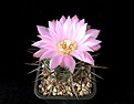 Нажмите на изображение для увеличения.

Название:	Gymnocalycium horridispinum.JPG
Просмотров:	139
Размер:	338.9 Кб
ID:	372848