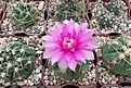 Нажмите на изображение для увеличения.

Название:	Gymnocalycium denudatum cv. Jan Suba.JPG
Просмотров:	126
Размер:	475.5 Кб
ID:	372849