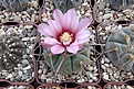 Нажмите на изображение для увеличения.

Название:	Gymnocalycium bozsingianum.JPG
Просмотров:	128
Размер:	471.7 Кб
ID:	372850