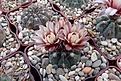 Нажмите на изображение для увеличения.

Название:	Gtmnocalycium prochazkianum.JPG
Просмотров:	129
Размер:	434.7 Кб
ID:	372851