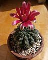 Нажмите на изображение для увеличения.

Название:	Gymnocalycium baldianum 1.JPG
Просмотров:	140
Размер:	61.7 Кб
ID:	372897