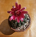 Нажмите на изображение для увеличения.

Название:	Gymnocalycium baldianum.JPG
Просмотров:	149
Размер:	144.8 Кб
ID:	372898