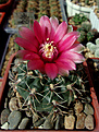 Нажмите на изображение для увеличения.

Название:	Gymnocalycium baldianum.jpg
Просмотров:	134
Размер:	226.5 Кб
ID:	372914