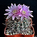 Нажмите на изображение для увеличения.

Название:	Gymnocalycium neuhuberi.JPG
Просмотров:	124
Размер:	239.6 Кб
ID:	372958