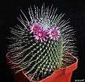 Нажмите на изображение для увеличения.

Название:	Mammillaria spinosissima cv. Un Pico.JPG
Просмотров:	110
Размер:	220.6 Кб
ID:	373017